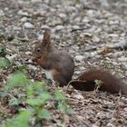 Eichhörnchen im Frühjahr (1)