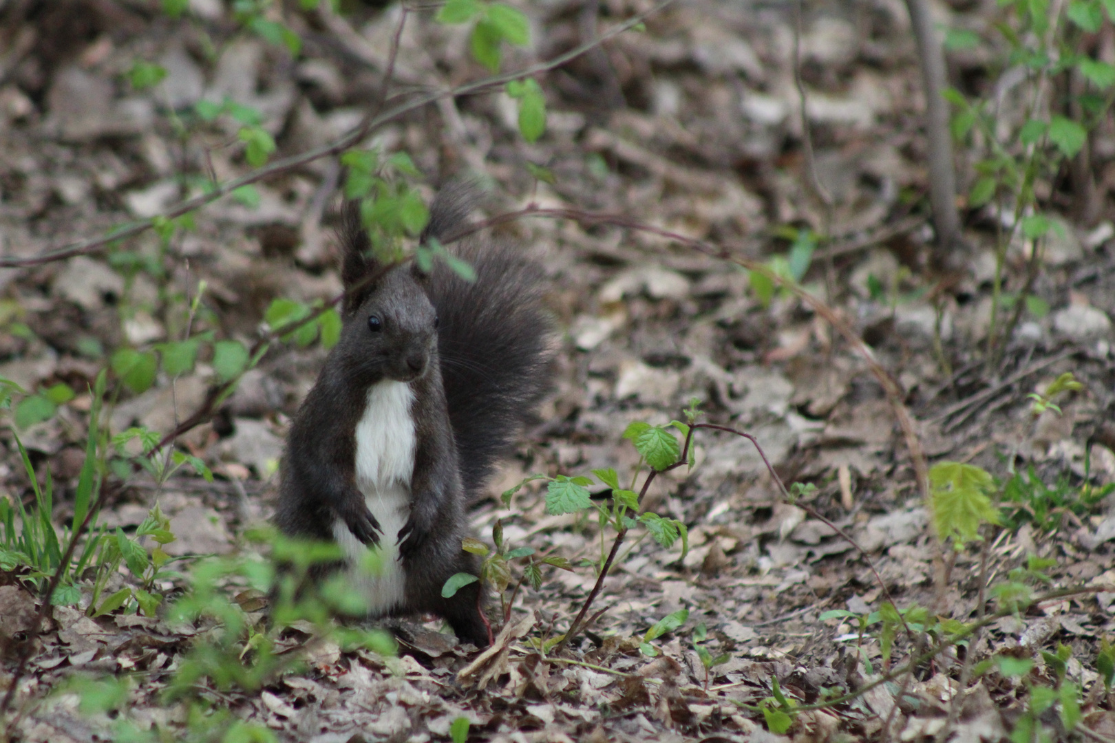 Eichhörnchen im Frühjahr (2)