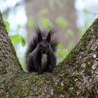 Eichhörnchen im Frühjahr (3)