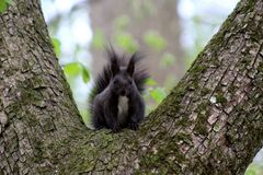 Eichhörnchen im Frühjahr (3)