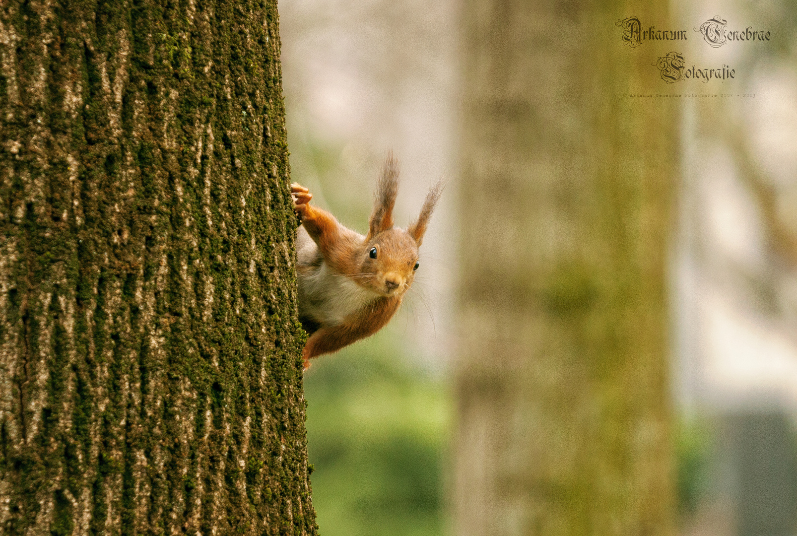 Eichhörnchen im Frühjahr