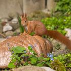 Eichhörnchen im Frühling