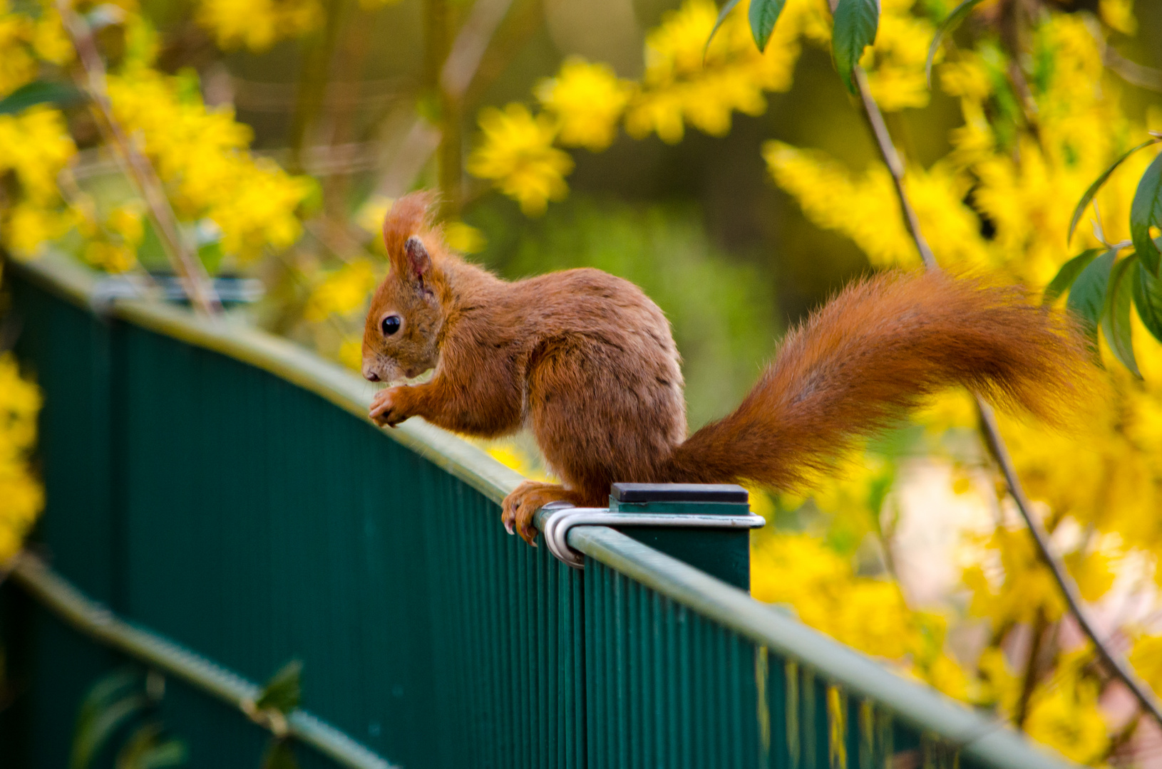 Eichhörnchen im Frühling