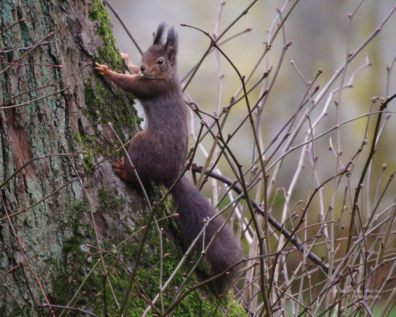 Eichhörnchen im Frühling