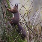 Eichhörnchen im Frühling