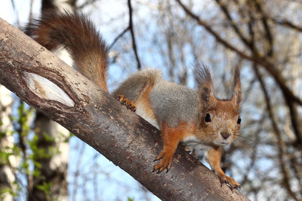 Eichhörnchen im Frühling