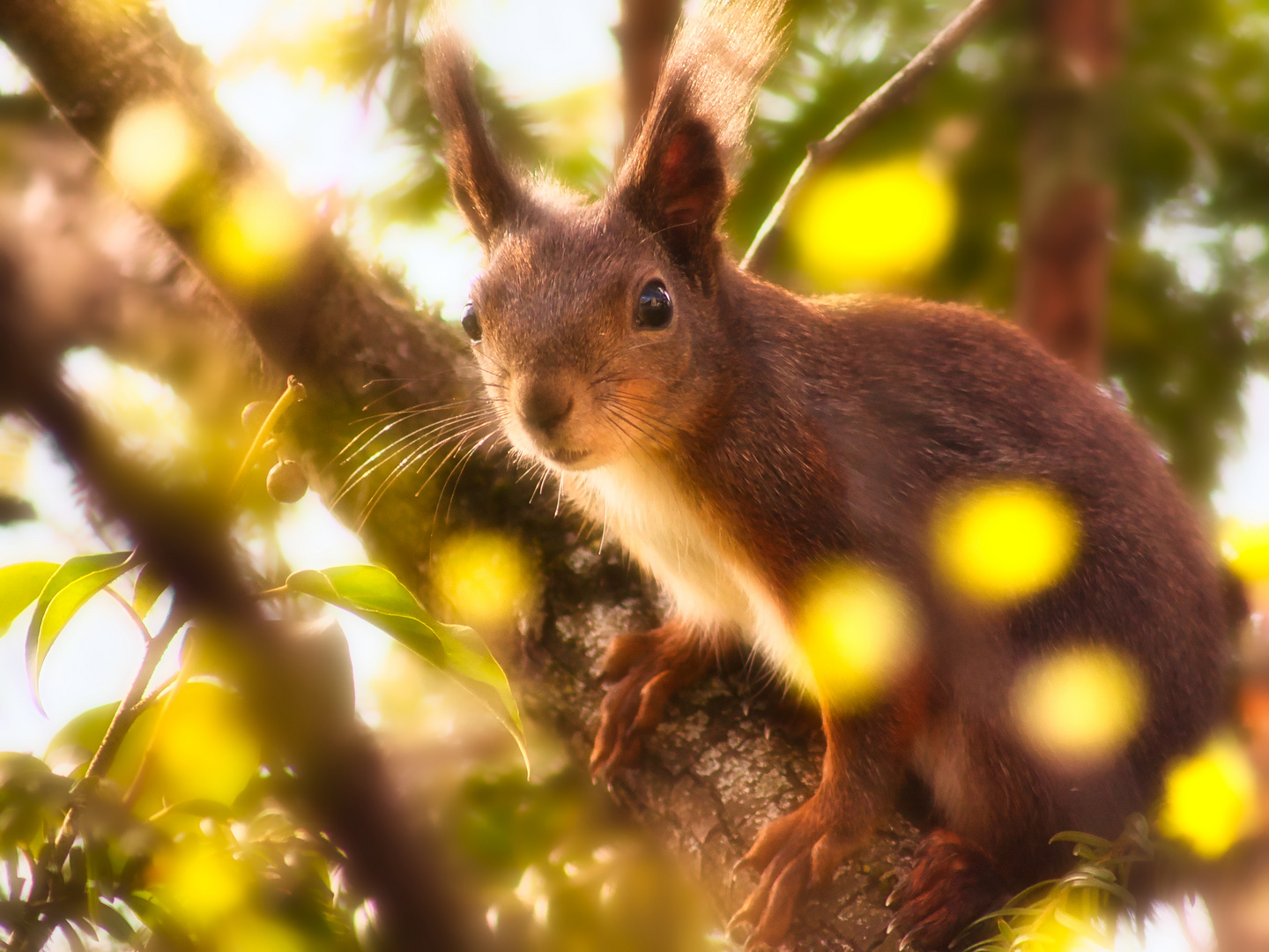 Eichhörnchen im Frühlingsblättergewirr