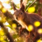 Eichhörnchen im Frühlingsblättergewirr