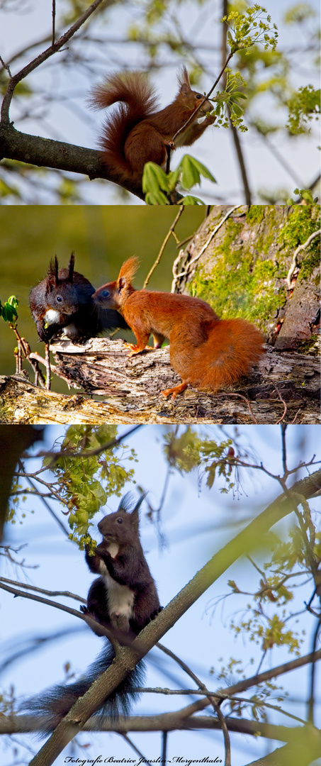 Eichhörnchen im Frühlingsrausch