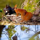 Eichhörnchen im Frühlingsrausch