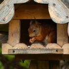 Eichhörnchen im Futerkasten