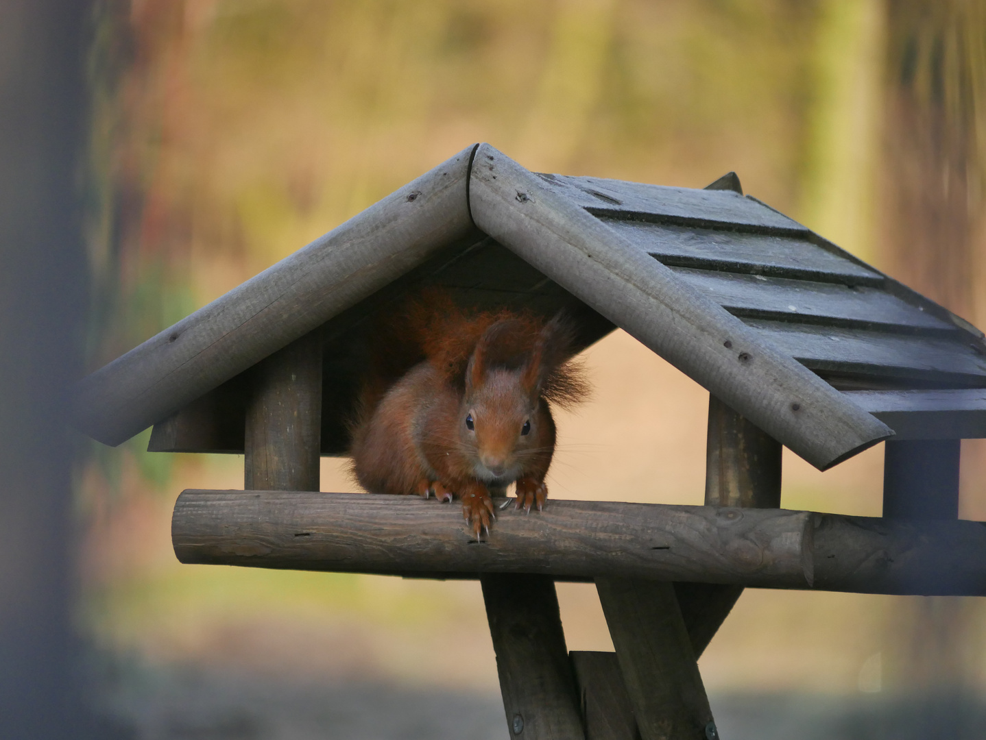 Eichhörnchen im Futterhaus