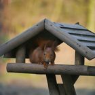 Eichhörnchen im Futterhaus