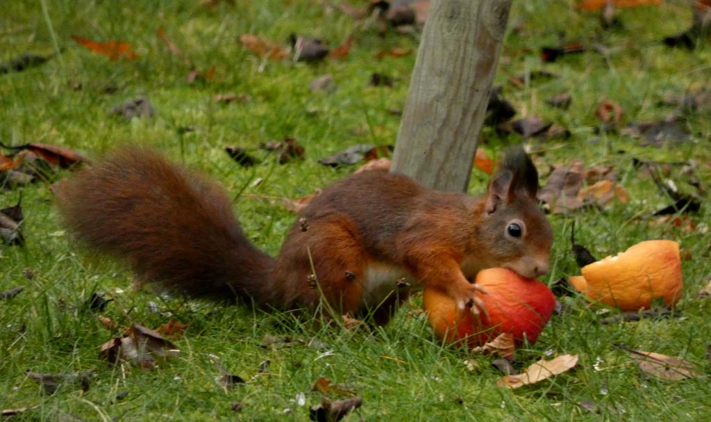 Eichhörnchen im Garten