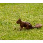 Eichhörnchen im Garten (1 von 1)