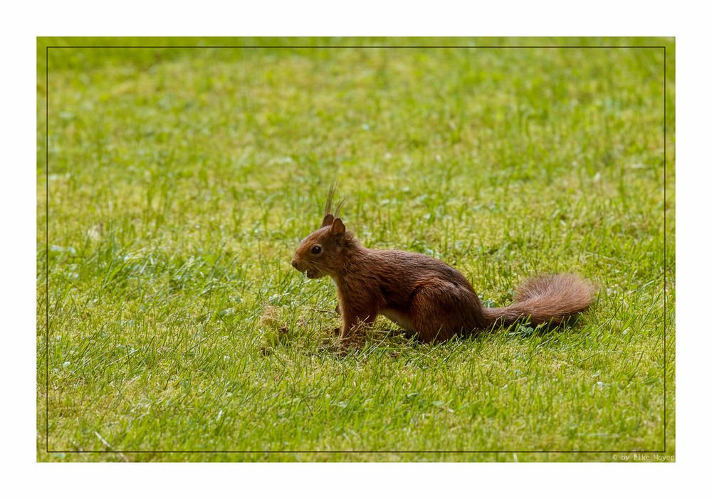 Eichhörnchen im Garten (1 von 1)