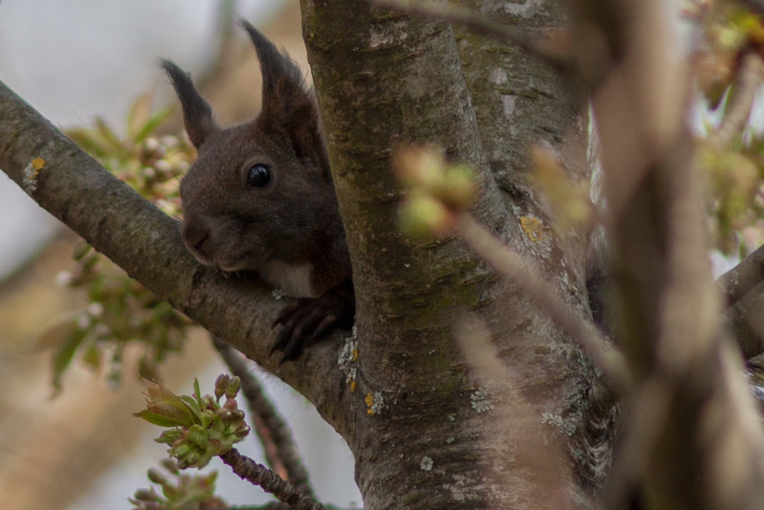 Eichhörnchen im Garten 10 Foto & Bild tiere, wildlife, säugetiere