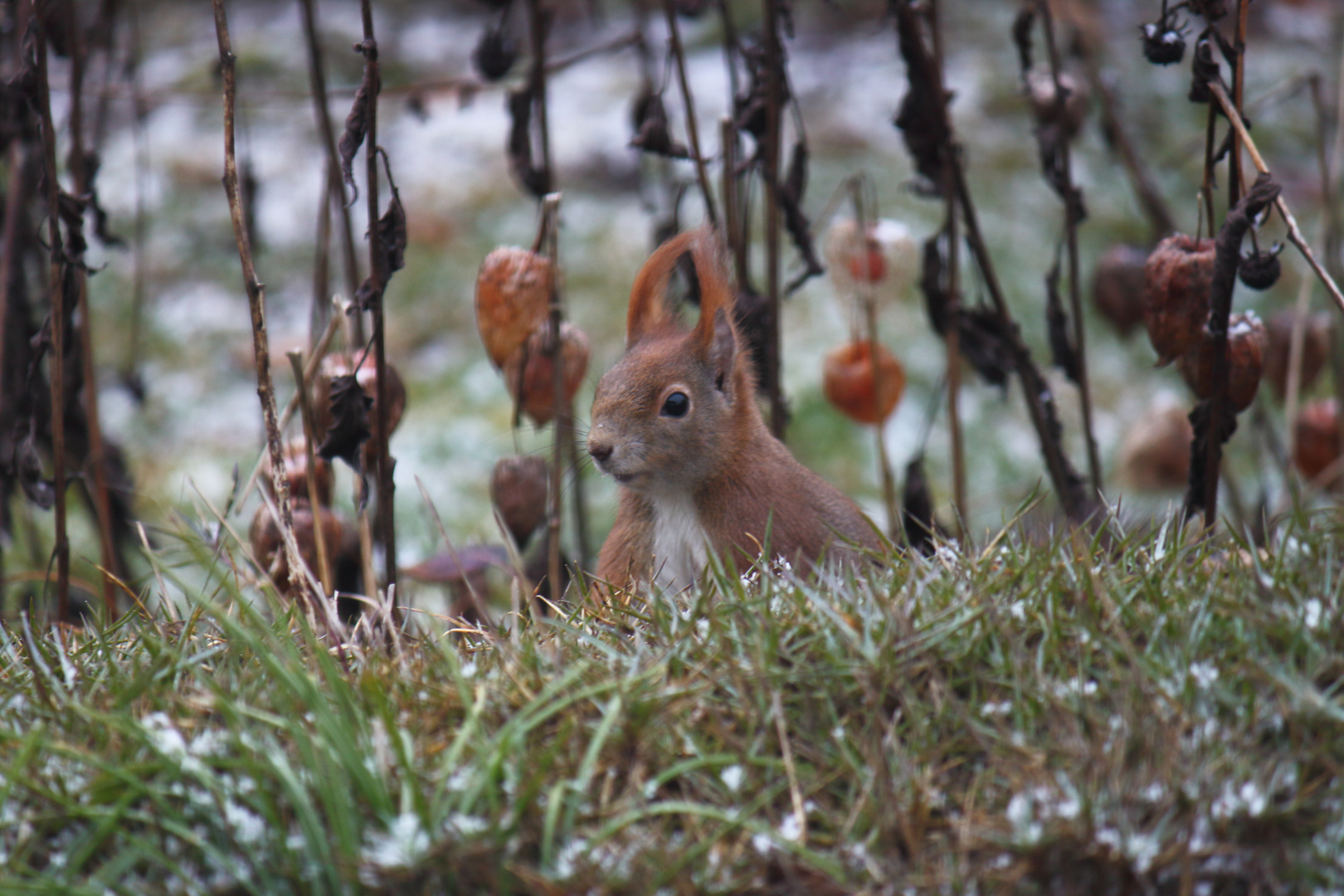 Eichhörnchen im Garten