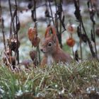 Eichhörnchen im Garten