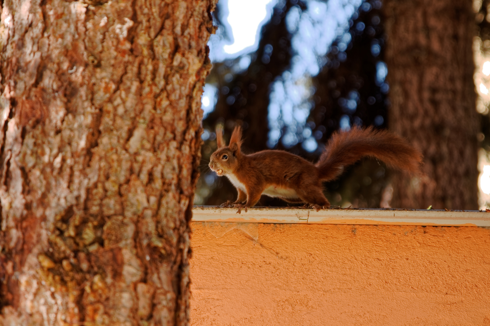 Eichhörnchen im Garten Foto & Bild eichhörnchen, natur