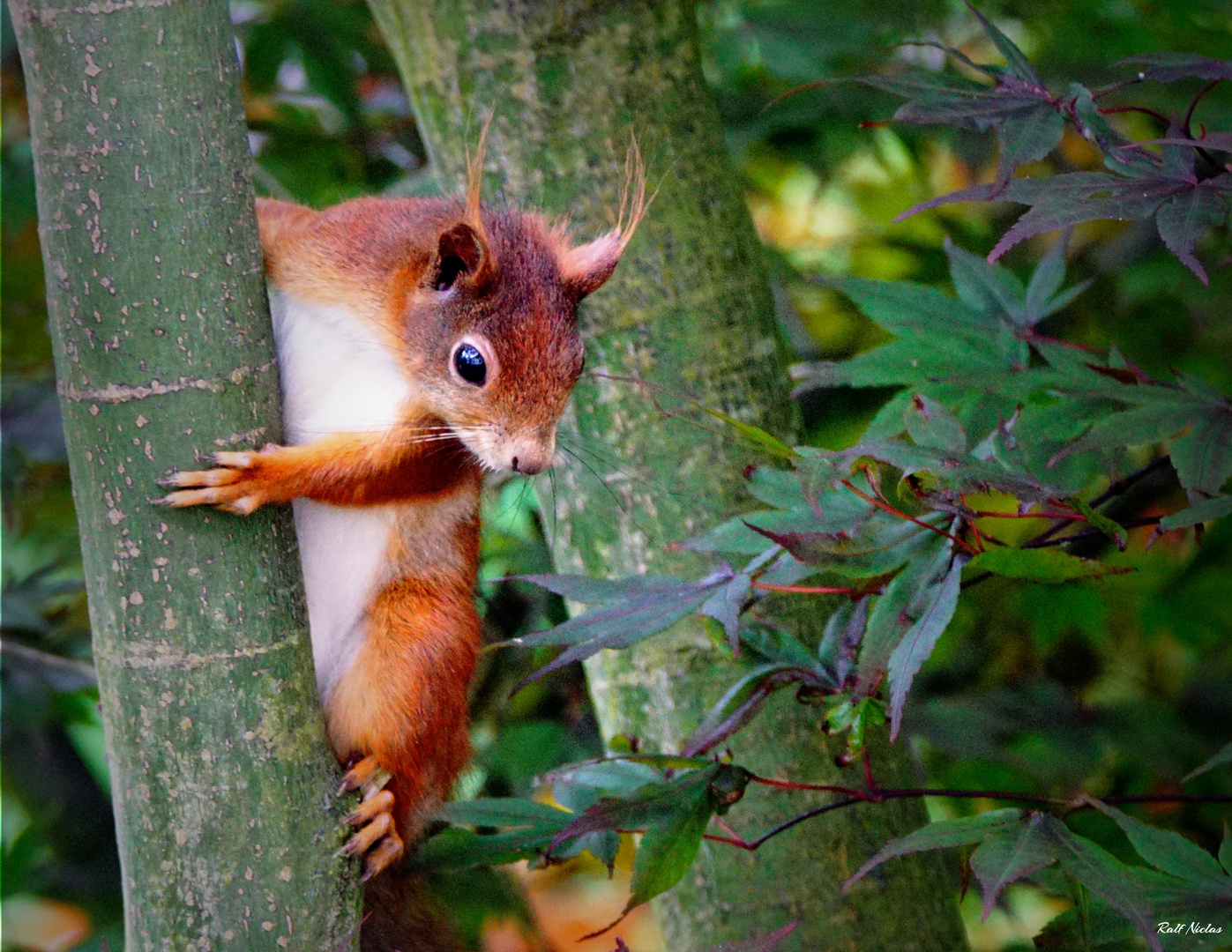 Eichhörnchen im Garten