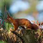 Eichhörnchen im Garten