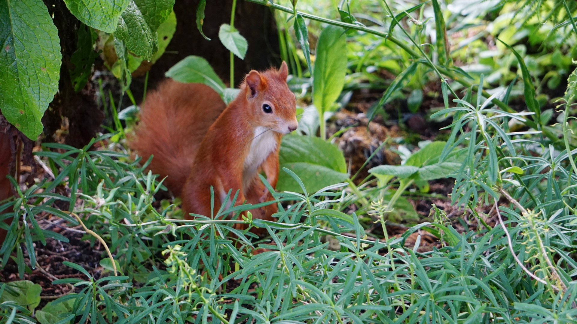Eichhörnchen im Garten Foto & Bild tiere, wildlife, säugetiere Bilder