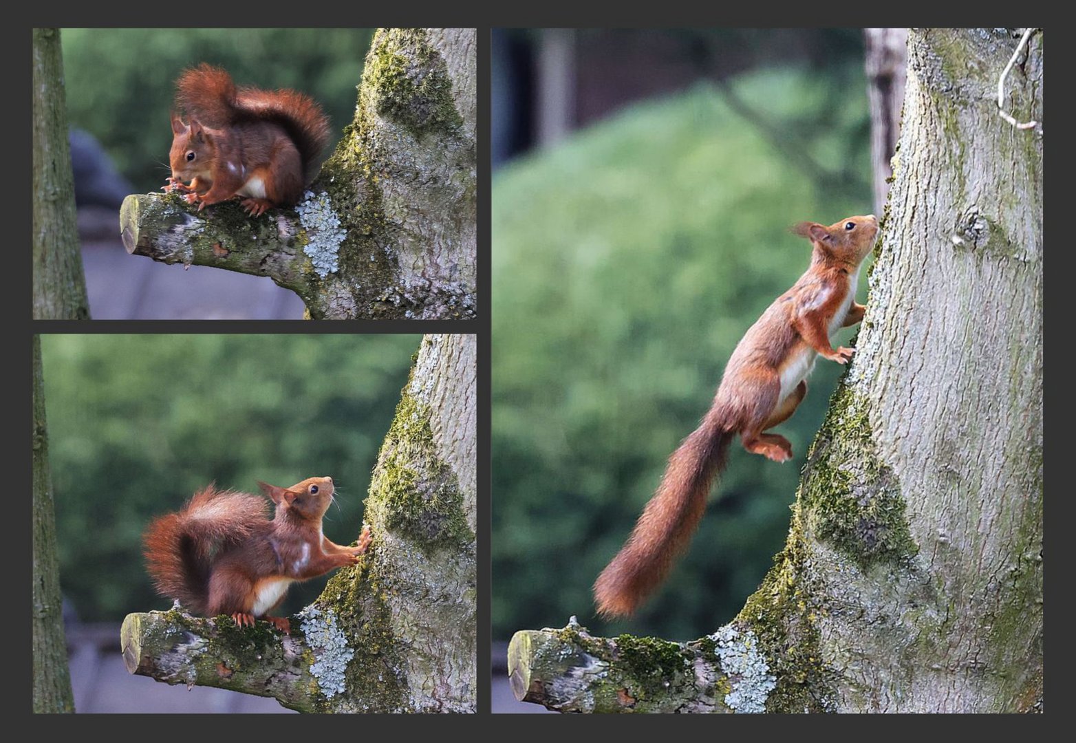 Eichhörnchen im Garten