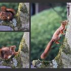 Eichhörnchen im Garten