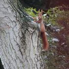 Eichhörnchen im Garten