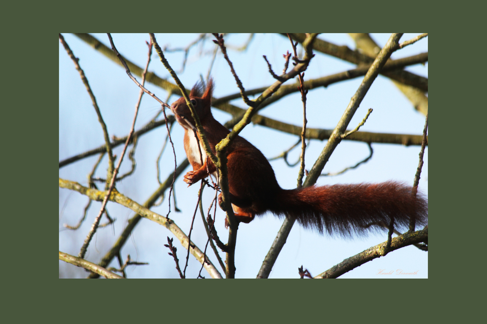 Eichhörnchen im Garten