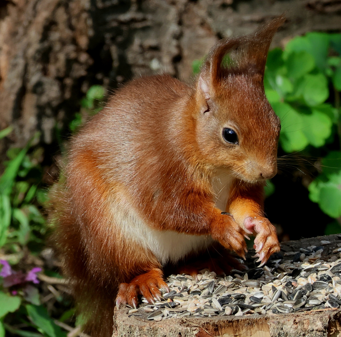 Eichhörnchen im Garten