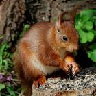 Eichhörnchen im Garten