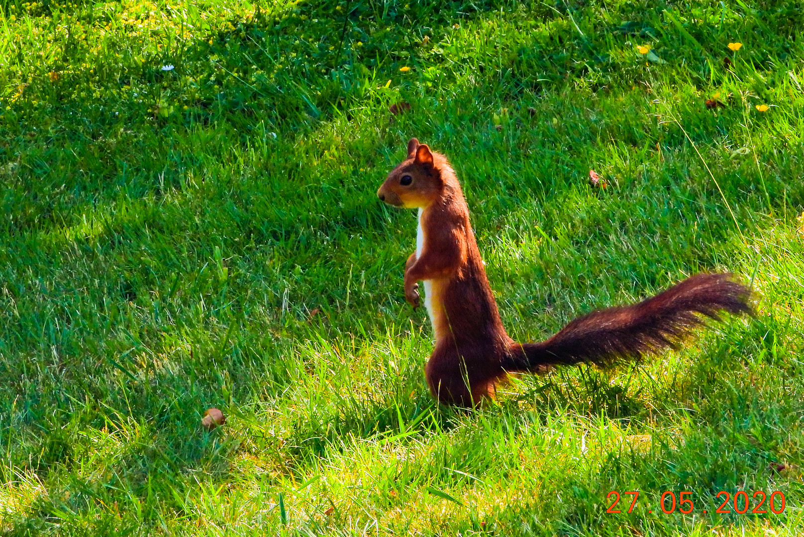 Eichhörnchen im Garten