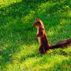 Eichhörnchen im Garten