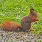 Eichhörnchen im Garten