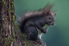 Eichhoernchen im Garten...