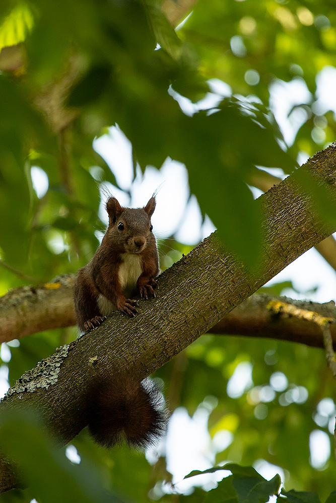 Eichhörnchen im Garten