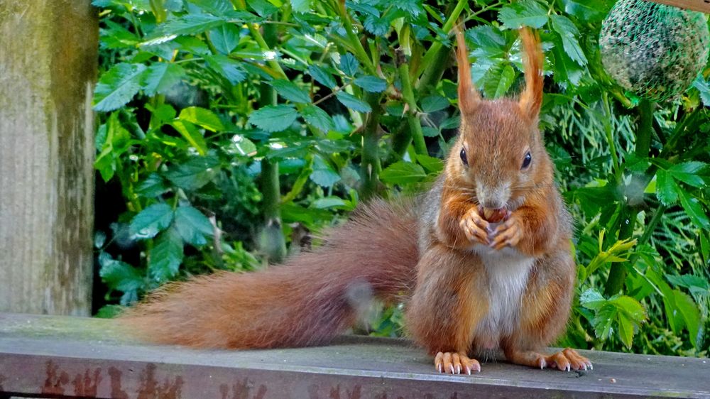 Eichhörnchen im Garten