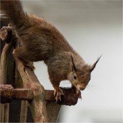 Eichhörnchen  im Garten...