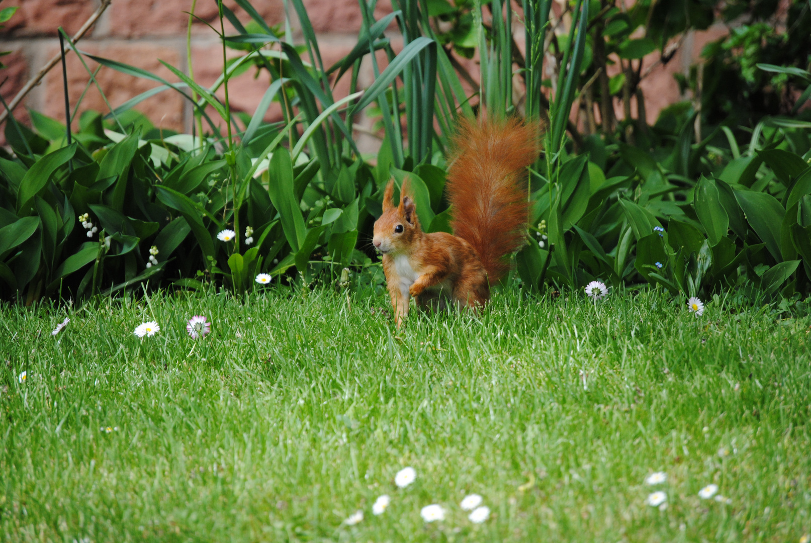 Eichhörnchen im Garten Foto & Bild tiere, wildlife, wildlife