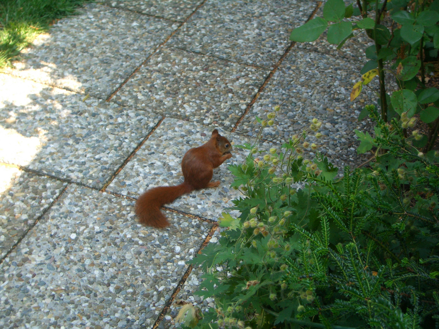 Eichhörnchen im Garten