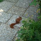 Eichhörnchen im Garten
