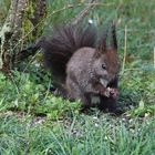 Eichhörnchen im Garten