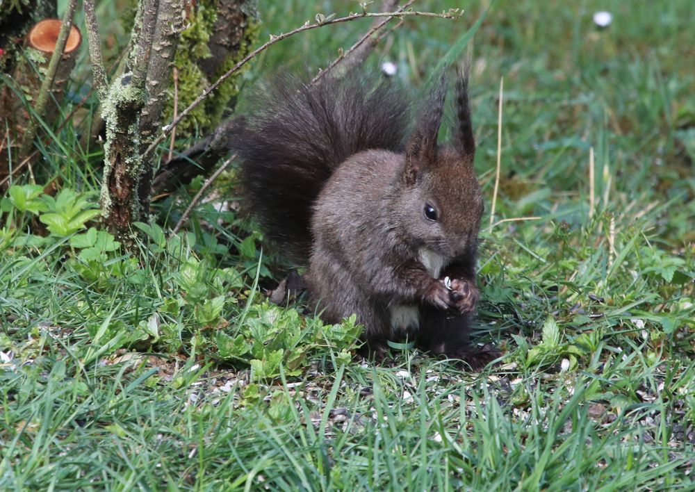 Eichhörnchen im Garten Foto & Bild tiere, wildlife