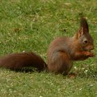 Eichhörnchen im Garten