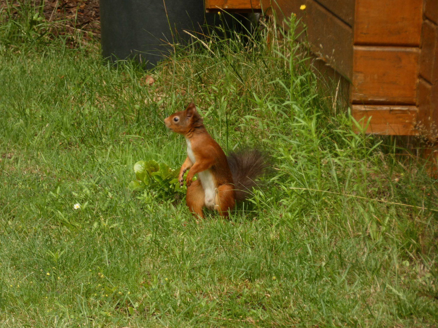 Eichhörnchen im Garten