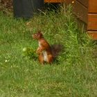 Eichhörnchen im Garten