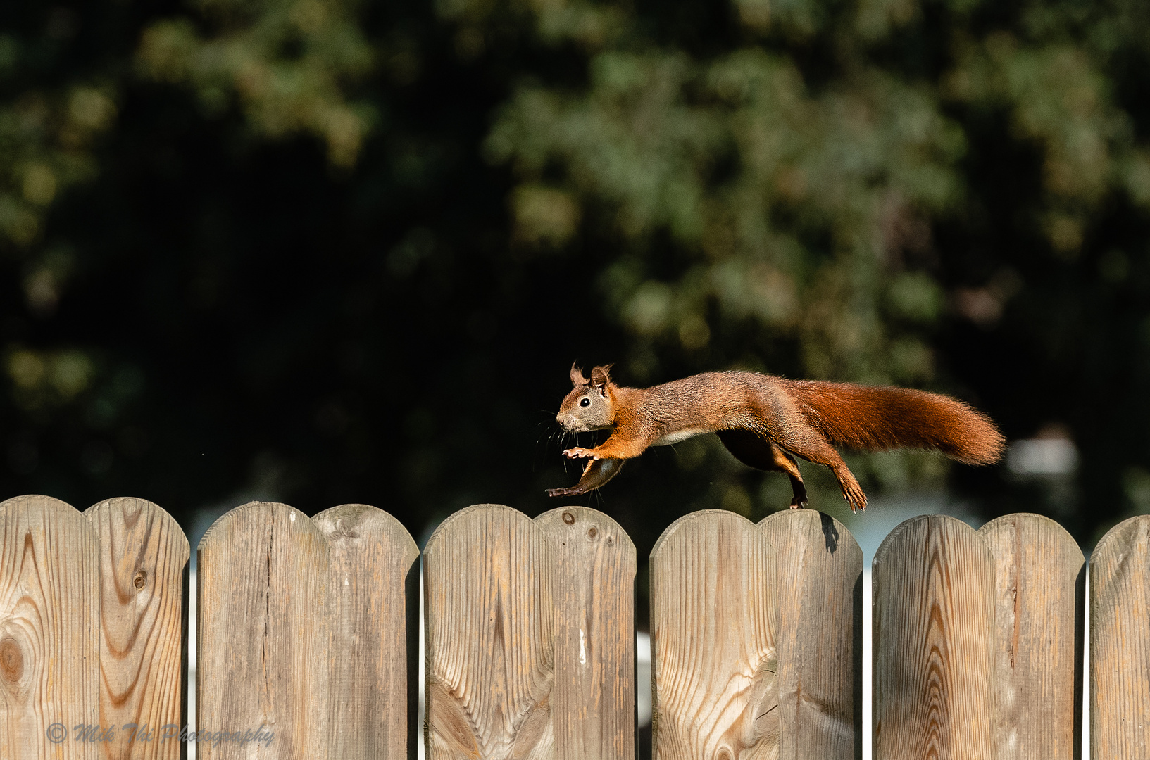 Eichhörnchen im Garten