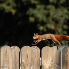 Eichhörnchen im Garten